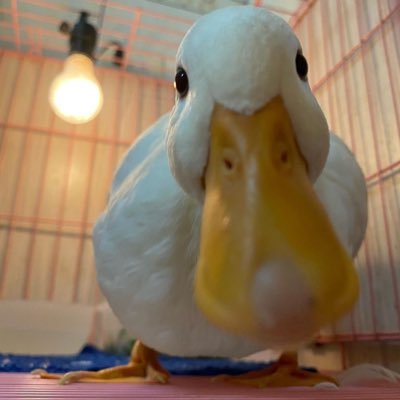 DucksContext Profile Picture
