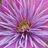 Ennoia12's profile image