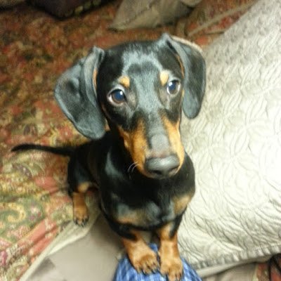 LoriNonko's profile picture. 