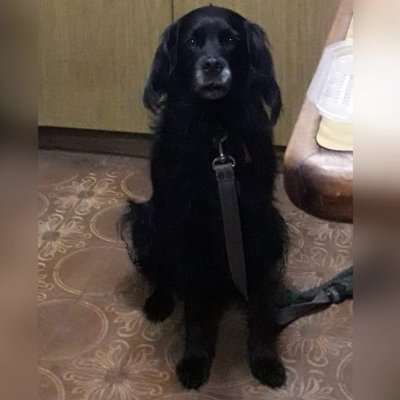 anibugal's profile picture. 