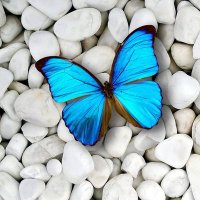 butterfly(@zgrKu29267018) 's Twitter Profile Photo