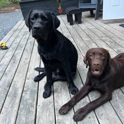 Labradors Born to be wild Dec 15 2021 Bonded Bros Here to bring Joy & Compassion to the World from Halifax & Molega Lake NS 🇨🇦 Loved by 2 Dads #dogsoftwitter