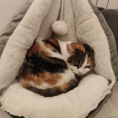 Choupa dit aussi Choupette 😺 Minoustre des ronrons dans le gouvernement de @Nounourslechat