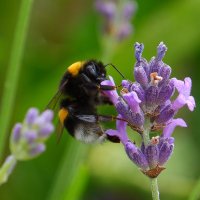 Bee_happy (@polestar2022) Twitter profile photo