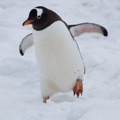 Heroic Penguin 📯