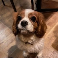 犬好き (@jimbochotsumu) 's Twitter Profile