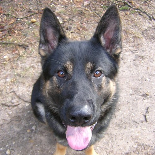 Slinger_Aapje's profile picture. Not so much