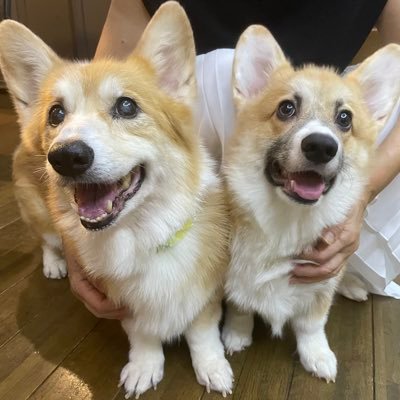 corgi_reysara Profile Picture