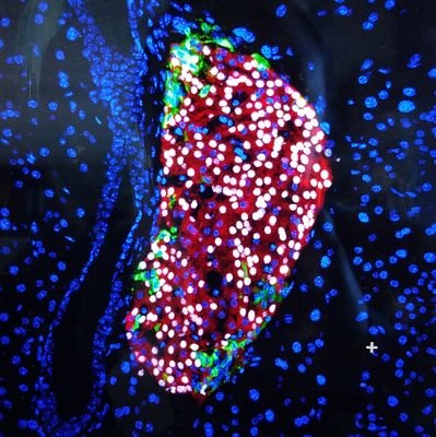 bjwaters's profile picture. she/her ~
PhD candidate studying islet biology ~
@BlumLabWisc ~ UW Madison