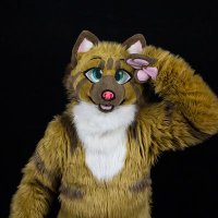 Sarky (@sarkythecat) 's Twitter Profile Photo