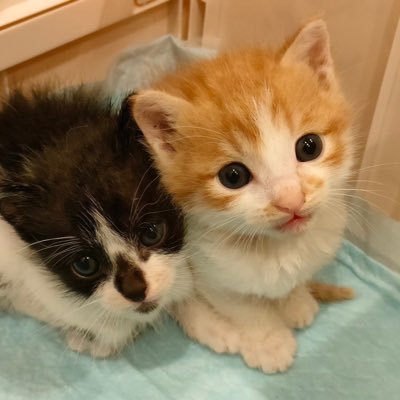 2022年9月9日に会社の木箱に捨てられていた 子猫を夫婦2人で飼う事にしました！チャンネル登録とフォローお願い致します(*´ω｀*) Please subscribe to my YouTube channel  https://t.co/LmpKlBAIye