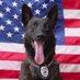 🥷🇺🇸 Tims Guardians of the Night 🇺🇸🥷 (@twsockwell) Twitter profile photo 🥷🇺🇸 Tims Guardians of the Night 🇺🇸🥷 (@twsockwell) Twitter profile photo