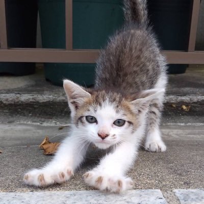 ある雨の日に迷い込んだ保護猫のふくちゃんのもふもふライフをアップします。2022年生まれ（推定）。元気すぎる女の子です。 日課はお庭のニャルソック🐈フォローありがとうございます。無言のフォローお許しください。 #猫 #癒し #もふもふ #保護猫 #猫好きと繋がりたい #kitten