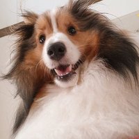 シェルティ★ノヴァ (@sheltienova) Twitter profile photo