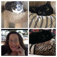 Marcia Bunney's Kittie Committee (@marciaskittycom) 's Twitter Profile