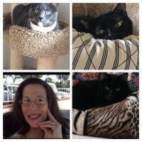 Marcia Bunney's Kittie Committee(@MarciasKittyCom) 's Twitter Profileg