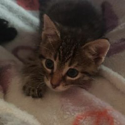 MFostersKittens's profile picture.