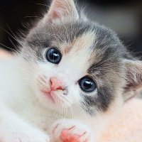 緑茶 (@greeeentea0311) 's Twitter Profile Photo