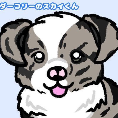 2022年の6月20日産まれの男の子🐶スカイ：ボーダーコリー ブルーマール♡無言フォロー失礼しますm(*_ _)mワンちゃん友達作りたいです💓気軽にフォローしてください🙏✨ https://t.co/rSjgTDboUj