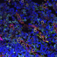 Rong Lu Lab (@ronglulab) 's Twitter Profile Photo
