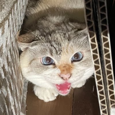 eibuuuu's profile picture. 映画多めですが雑多です。推しは伊藤沙莉さん。椎名林檎に関しては崇拝。「〜が好きな自分」に酔ってるタイプの人が嫌いです。