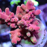 ReefYAAK (@reefyaak) Twitter profile photo