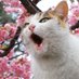 さくら猫🌸 (@sakuraneko444) Twitter profile photo さくら猫🌸 (@sakuraneko444) Twitter profile photo
