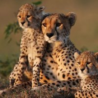 فهد التميمي (@abo_nshwah) 's Twitter Profile Photo