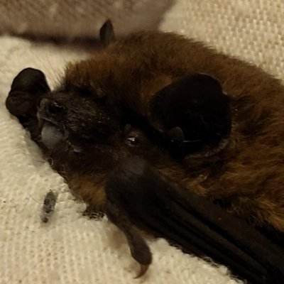 🦇 NE UK • Bat Carer • Licensed • Bat Helpline Volunteer • Fully Vaccinated 🦇 Member of Durham Bat Group and Cleveland Bat Group
