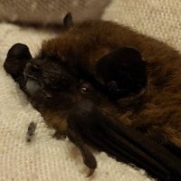 Nacht Bat Care(@NachtBatCare) 's Twitter Profile Photo