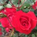 Miss My (@silmarsa80my) Twitter profile photo Miss My (@silmarsa80my) Twitter profile photo