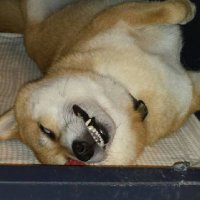 たこ (@tako_ratm) 's Twitter Profile