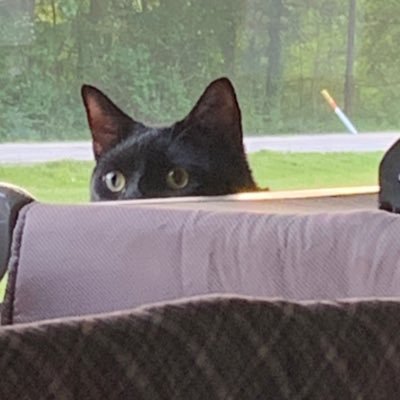 FroloAllison's profile picture. I love Stubba James.