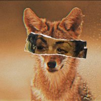 JackTheJackal (@1jackthejackal) 's Twitter Profile