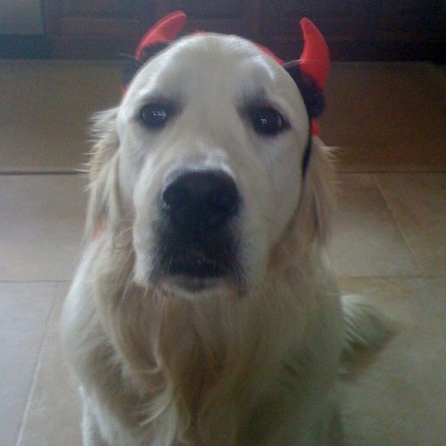 schaff08203's profile picture. 