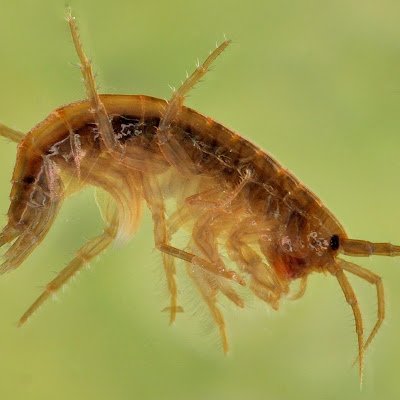 Evolutionary biologist | Amphipoda | Speciation | Biogeography | Zoology | Invasive species