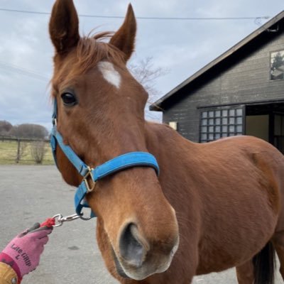 レッツゴードンキの仔がデビューしたら馬再開します。