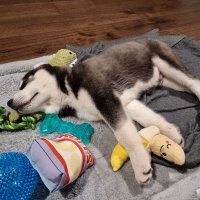 Skye🦆 (@_skyewynter) 's Twitter Profile