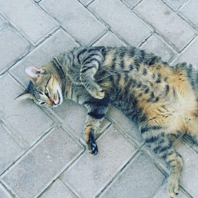 malikwahab11's profile picture. 🇵🇰 Alhumdulilh proud to be pakistani