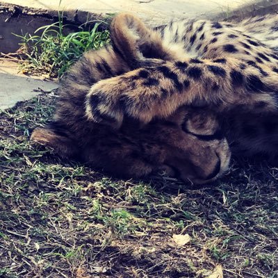 G80771378's profile picture. They're all quick to make war but they won't send their sons, Shout the odds like a gangster but they won't hold a gun.