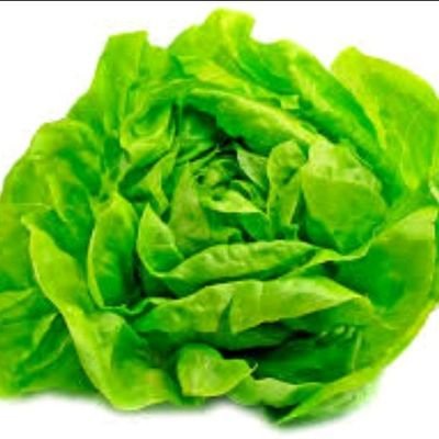 Lechuga