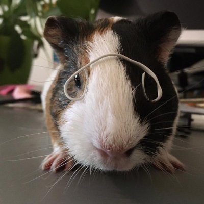 svichie's profile picture. something to do, someone to love, something to hope for