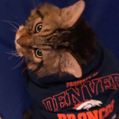 I’m an evil genius cat who is named for the legend Peyton Manning!