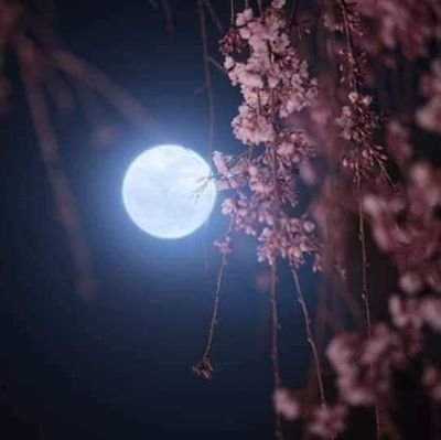 Elhajar145's profile picture. MASTER Biosafety 👩‍🎓
🇲🇦