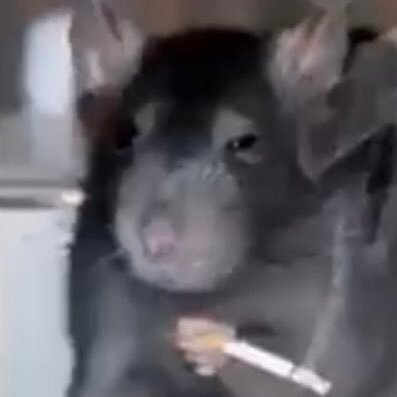 Roooooooooooben's profile picture. Nothing like a good nut