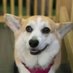 Peggy Olson the Corgi #corgicrew (@peggyolsonj) Twitter profile photo