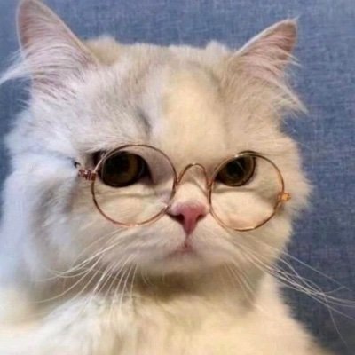 windowsillkitty's profile picture. i just rt stuff