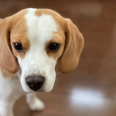 ビーグル5歳♀肥満気味のわがままボディ🫦食いしん坊🐷 ごくたまに飼主が関係ないツイートします🙏