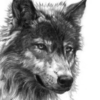 wolf (@jediwolf456) 's Twitter Profile