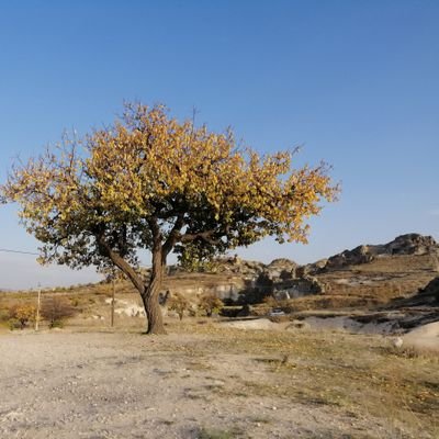 min xanî çêkir lawiko; ji pîltanê...🌾